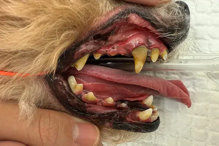 処置前の歯の状態